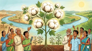 Cotton plantation in India showing ripe cotton bolls ready for harvest