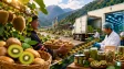 Farmers harvesting organic kiwis in Arunachal Pradesh