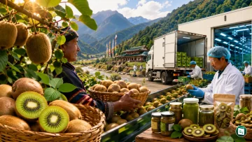 Farmers harvesting organic kiwis in Arunachal Pradesh